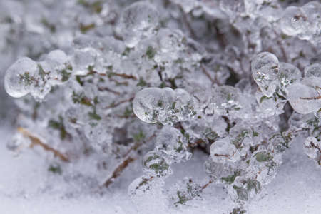 Frozen Tree, Leaves and Flowers on Ice Stormの写真素材
