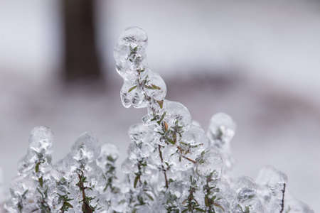 Frozen Tree, Leaves and Flowers on Ice Stormの写真素材