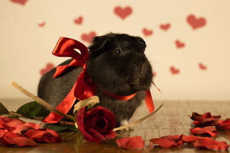 Guinea Pig on Valentine's Dayの写真素材