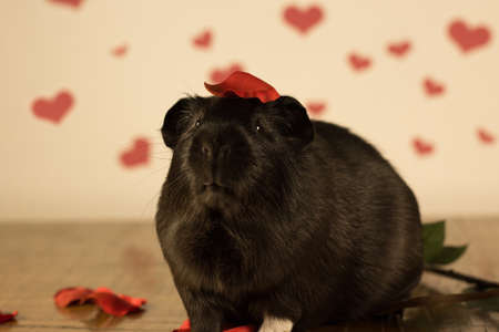 Guinea Pig on Valentine's Dayの写真素材