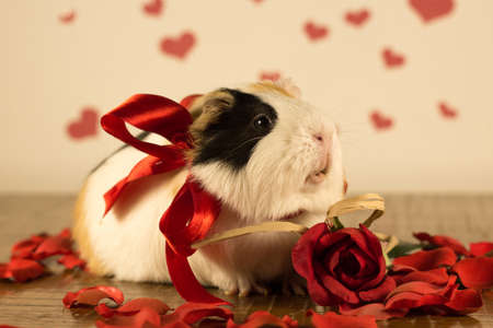 Guinea Pig on Valentine's Dayの写真素材