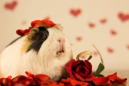 Guinea Pig on Valentine's Dayの写真素材