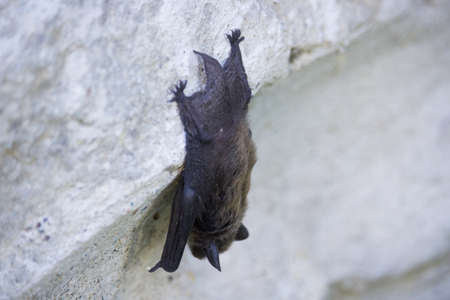 Bat on the Wallの写真素材