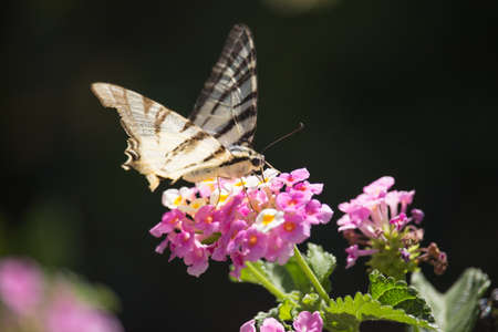 Podalirio Iphiclides Podalirius on Lantanaの写真素材
