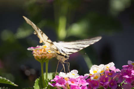 Podalirio Iphiclides Podalirius on Lantanaの写真素材