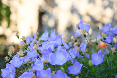 Light Blue Campanula Flowersの写真素材