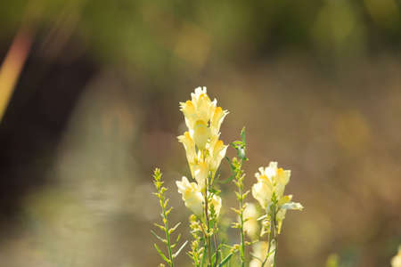 Linaria vulgarisの写真素材