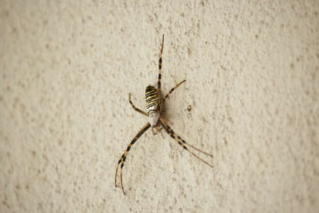 Araneidae Spider on Wallの写真素材