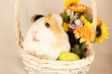 Guinea Pig Happy Easterの写真素材