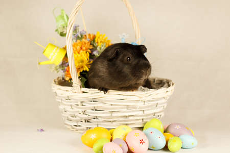 Guinea Pig Happy Easter