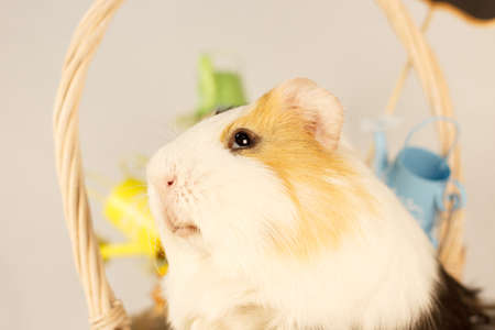 Guinea Pig Happy Easter