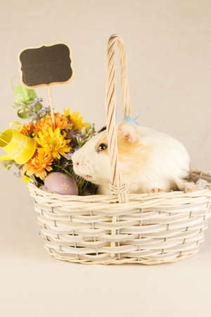 Guinea Pig Happy Easter with Eggsの写真素材