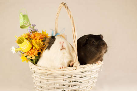 Guinea Pigs Happy Easter with Eggsの写真素材