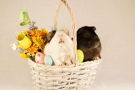 Guinea Pigs Happy Easter with Eggsの写真素材