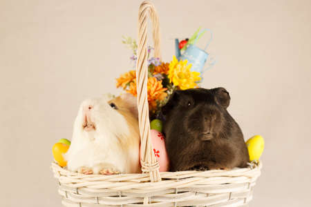 Guinea Pigs Happy Easter with Eggsの写真素材