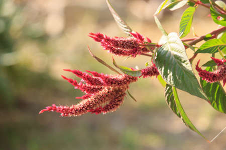 Red Celosia Flowersの写真素材