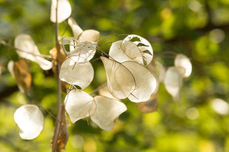 Dry Lunaria Flowersの写真素材