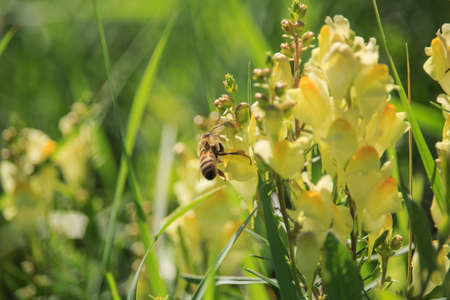 Bee on Linaria vulgarisの写真素材