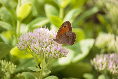 Maniola jurtina on Sedum spectabile