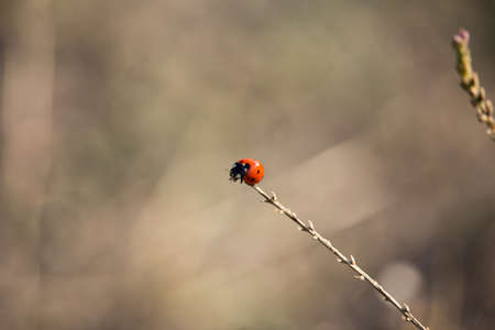 Red and Black Coccinellidae on Sunsetの写真素材