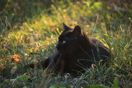 Black Cat in the Gardenの写真素材
