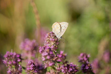 Polyommatus icarus on Thymus Flowerの写真素材