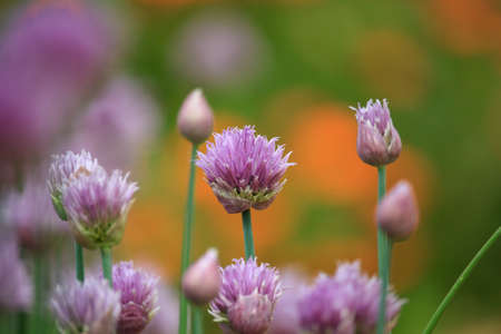 Allium schoenoprasum Flowersの写真素材