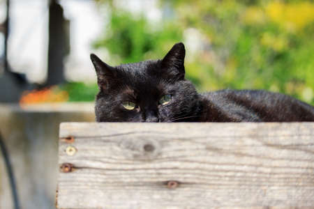 Domestic Black Catの写真素材