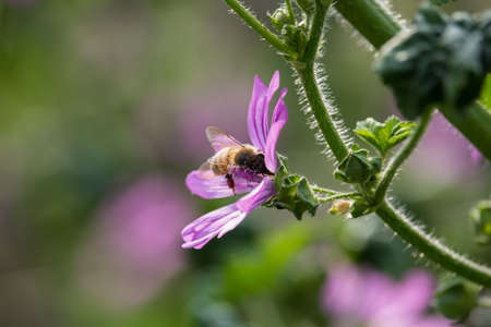 Bee on Malva Flowersの写真素材