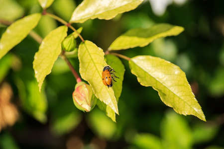 Lachnaia italica on Leaves