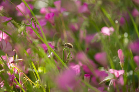 Systoechus candidulus on Trifoliumの写真素材