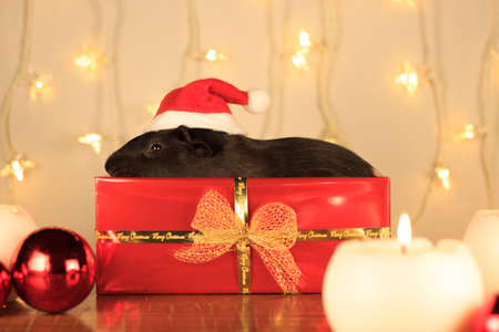Christmas Guinea Pigの写真素材