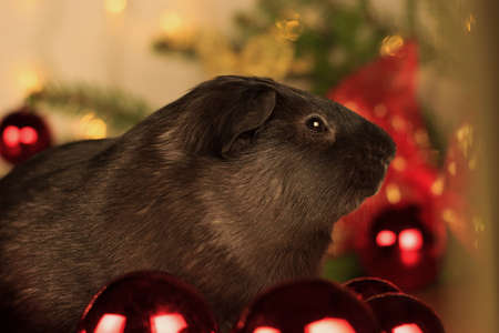 Christmas Guinea Pigの写真素材