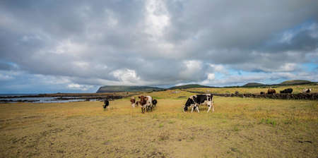Grazing cows on Easter Islandの写真素材