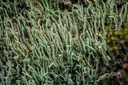 Cladonia coniocraea in the Puyehue national park in Chilean Patagoniaの写真素材