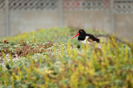 Eurasian Oystercatcher (Haematopus ostralegus)の写真素材
