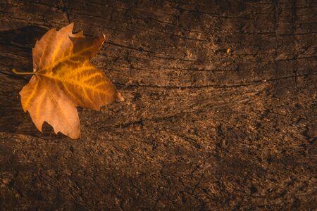 dried autumn leaves on aged wooden background with writing spaceの写真素材