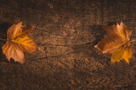 dried autumn leaves on aged wooden background with writing spaceの写真素材