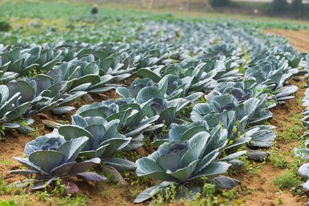 Planting and growing vegetables on small farmsの写真素材