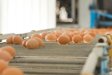 egg farm, with large-scale industrial production, in selective focusの写真素材