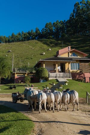 breeding of the Brahman cattle breedの写真素材