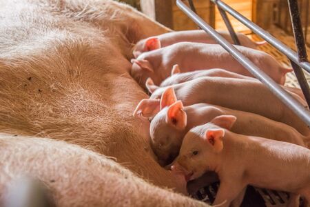 Pig farms in confinement modeの写真素材