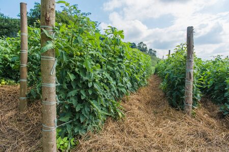 Tomato cultivation on small farmsの写真素材