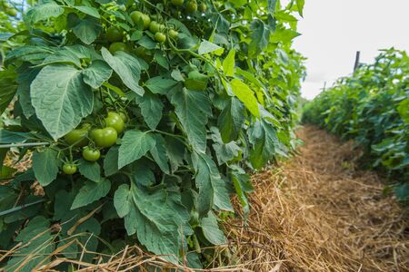 Tomato cultivation on small farmsの写真素材
