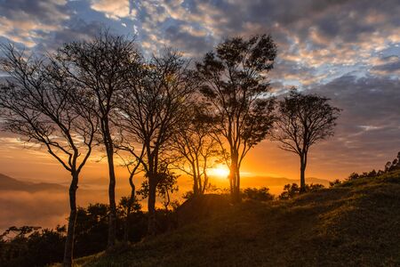 Dawn with silhouetted trees with colorful sky, sun between cloudsの写真素材