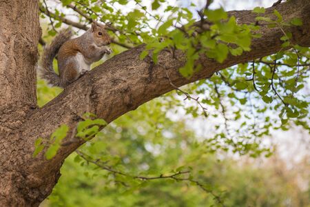 Squirrel Eating in branch from a tree in parkの写真素材