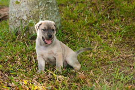 labrador dog puppy on lawn, just one month old.の写真素材