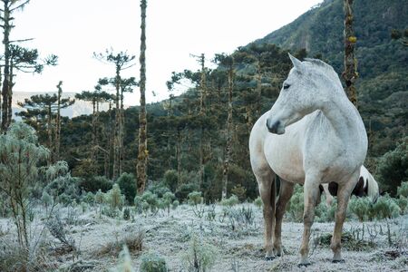 horse in Intense cold and severe winter with frost in southern Brazilの写真素材