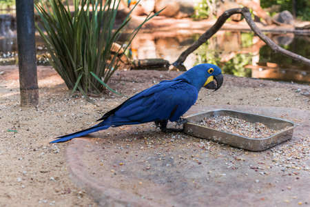 Species of the bird park in Foz do Iguacu Brazil, Blue Araraの写真素材