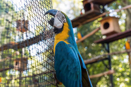 Species of the bird park in Foz do Iguacu Brazil, araraunaの写真素材